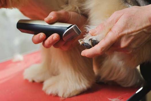 Dog getting nails clipped and groomed
